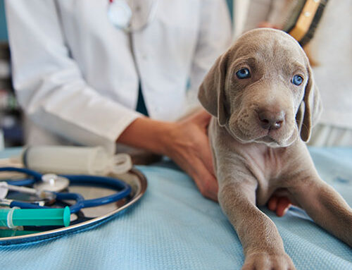 Saveti veterinara – Osnovna zdravstvena nega ljubimaca